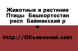 Животные и растения Птицы. Башкортостан респ.,Баймакский р-н